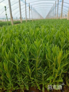 高度40厘米薰衣草