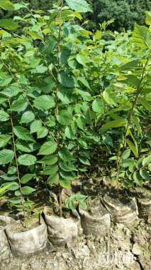 高度80厘米红榉小苗