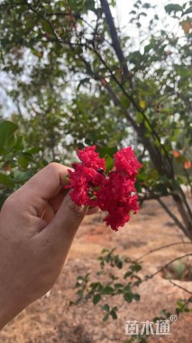 10公分红火箭紫薇