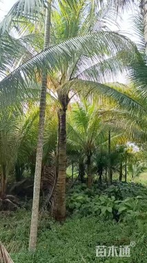 裸干高300厘米椰子树