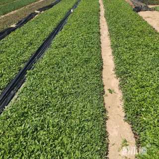 高度15厘米美丽月见草