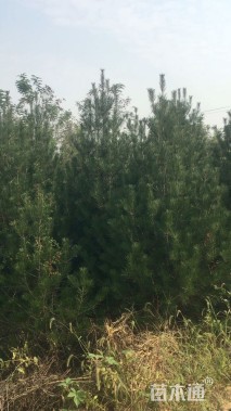 高度150厘米白皮松