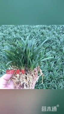 高度20厘米麦冬