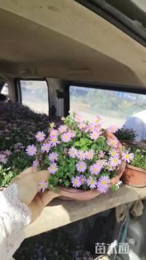 高度10厘米姬小菊