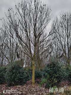 14公分美国红枫