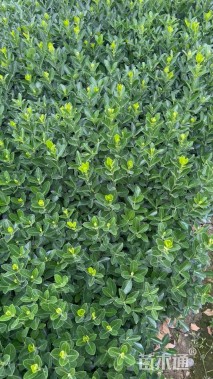 高度30厘米大叶黄杨