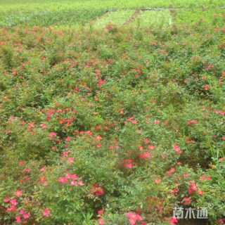 高度80厘米地被月季