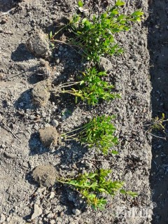 高度25厘米毛鹃