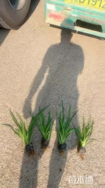 高度60厘米黄菖蒲