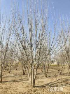 高度6厘米丛生白蜡