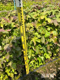 高度40厘米枫香小苗