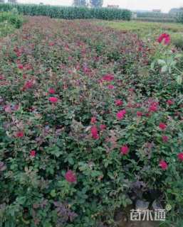 高度50厘米单瓣月季花