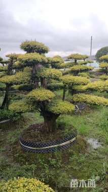 15公分造型亮晶女贞