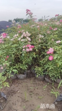 高度50厘米丰花月季小苗