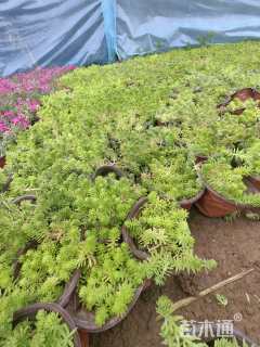 高度10厘米金叶佛甲草