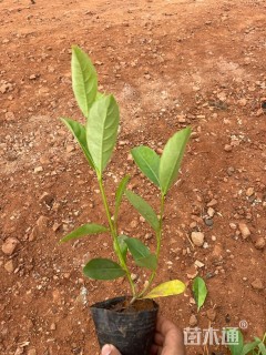 高度35厘米荚迷