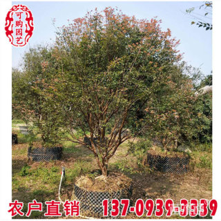 高度200厘米嘉宝果
