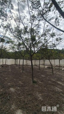 10公分台湾栾树