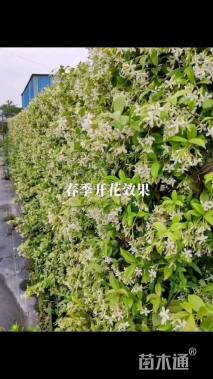 200厘米风车茉莉