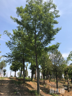 朴树