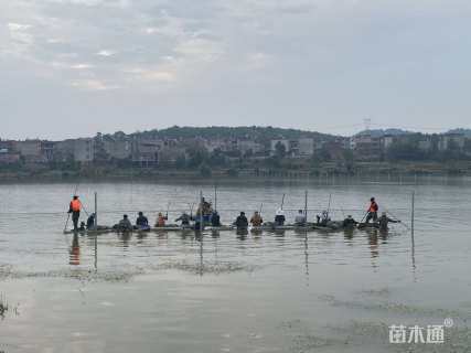 高度60厘米竹叶眼子菜