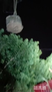 高度180厘米果石榴