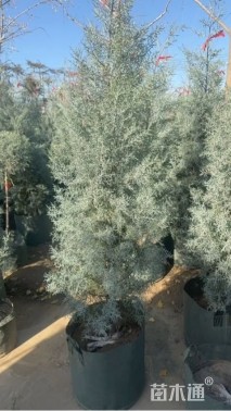 高度100厘米蓝冰柏