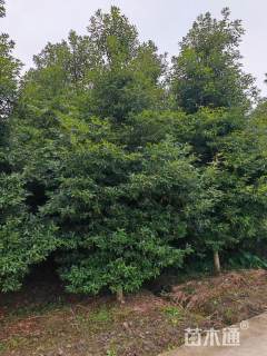 14公分金丝楠木