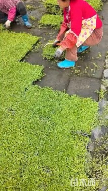 高度5厘米姬岩垂草