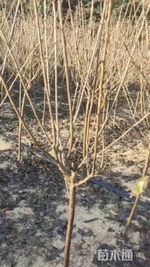 1公分染井吉野樱