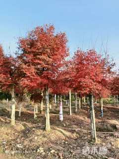 11公分日本红枫