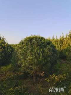 冠幅180厘米白皮松球