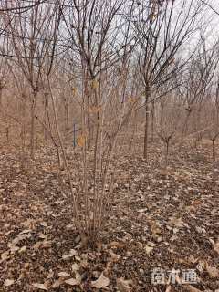 高度300厘米丛生蜡梅