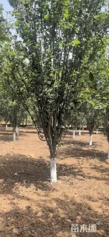 12公分西府海棠