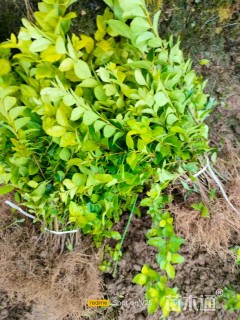 高度30厘米金焰绣线菊