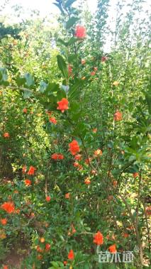 高度200厘米石榴