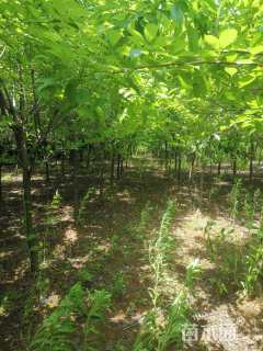 9公分福建山樱花