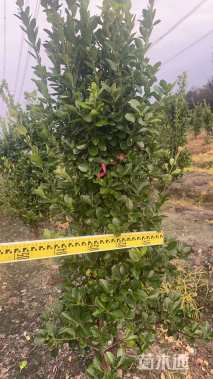 高度120厘米大叶黄杨