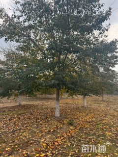 15公分染井吉野樱