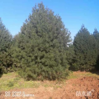 高度300厘米白皮松