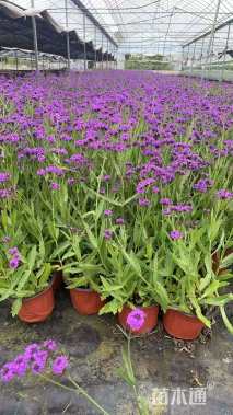 高度30厘米柳叶马鞭草