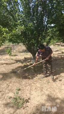 12公分西府海棠