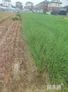 高度80厘米细叶芒