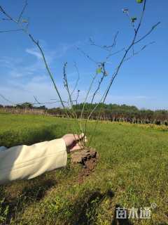 高度40厘米棣棠