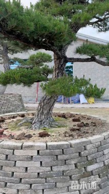 高度100厘米黑松