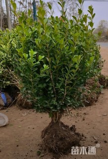 高度50厘米小叶黄杨