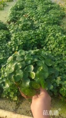 高度10厘米铜钱草