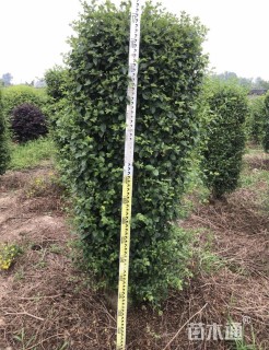 高度150厘米毛叶丁香