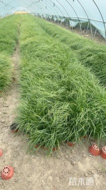 高度20厘米青绿苔草