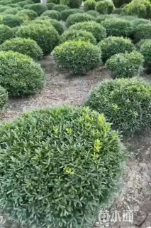 冠幅40厘米雀舌黄杨球